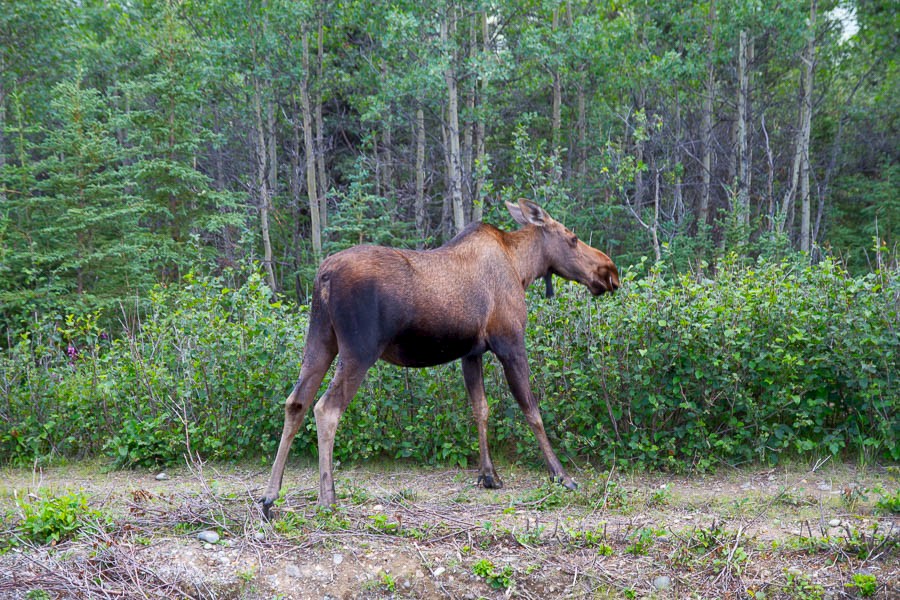 Eland