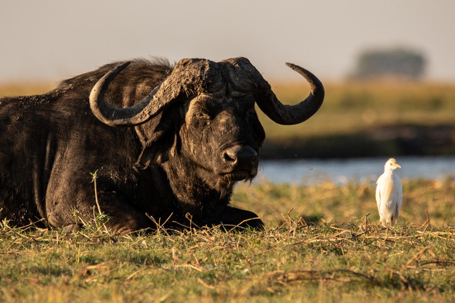 Buffel Chobe Cape Tracks Ramon Lucas