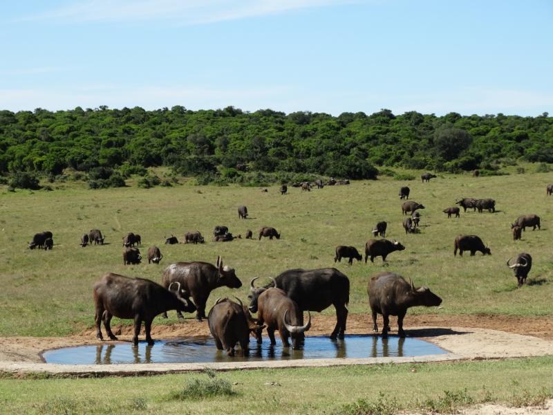 Buffels Addo