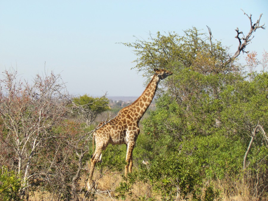 Afbeelding van Giraffe Mkhaya 2012