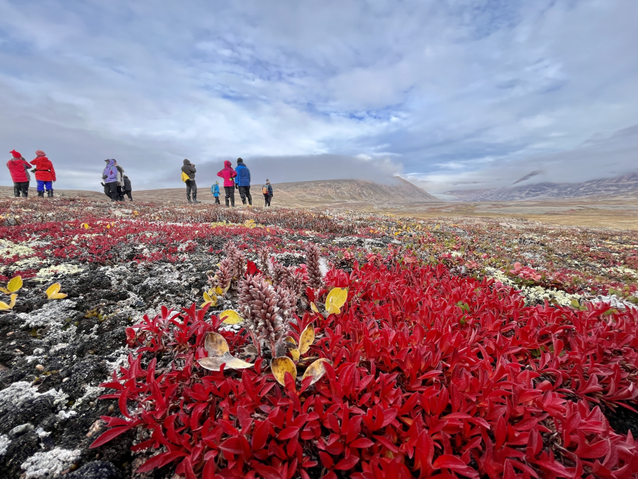 Groenland Scoresby Sund Dumbrava