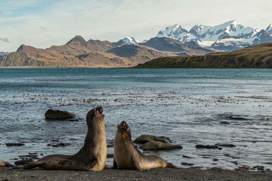 Grytviken Zuid Georgia