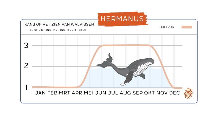 Het Beste Seizoen Om Bultruggen Te Spotten In Hermanus