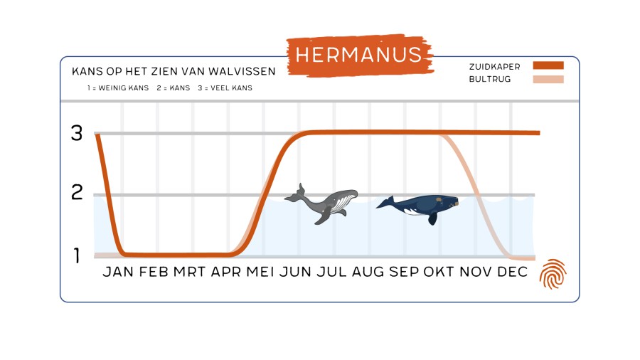 Het Beste Seizoen Om Walvissen Spotten In Hermanus