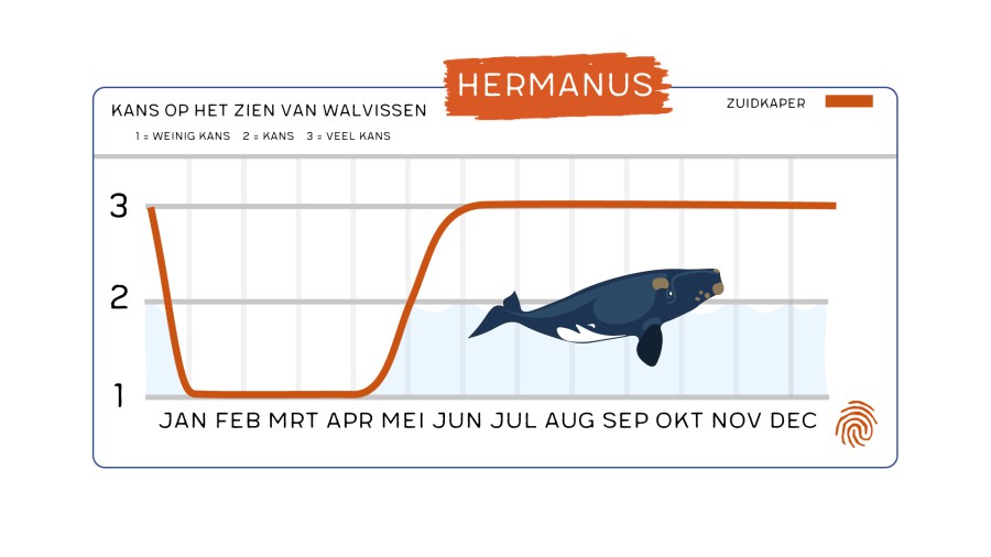 Het Beste Seizoen Om Zuikapers Te Spotten In Hermanus