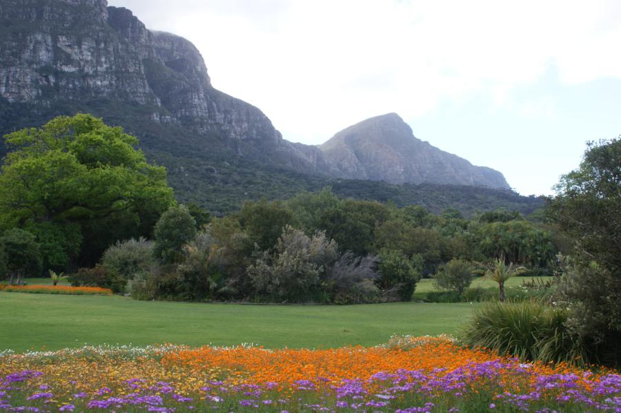 Kirstenbosch Garden