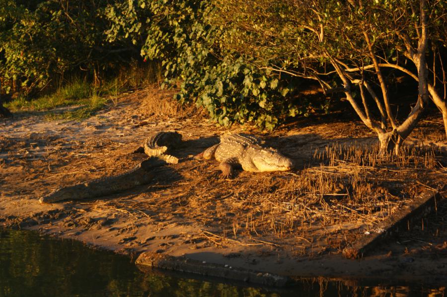 Krokodil St Lucia