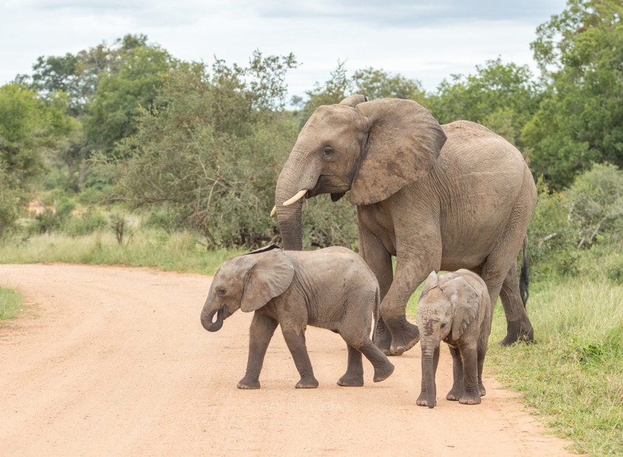 Afbeelding van Kruger Park Zuid