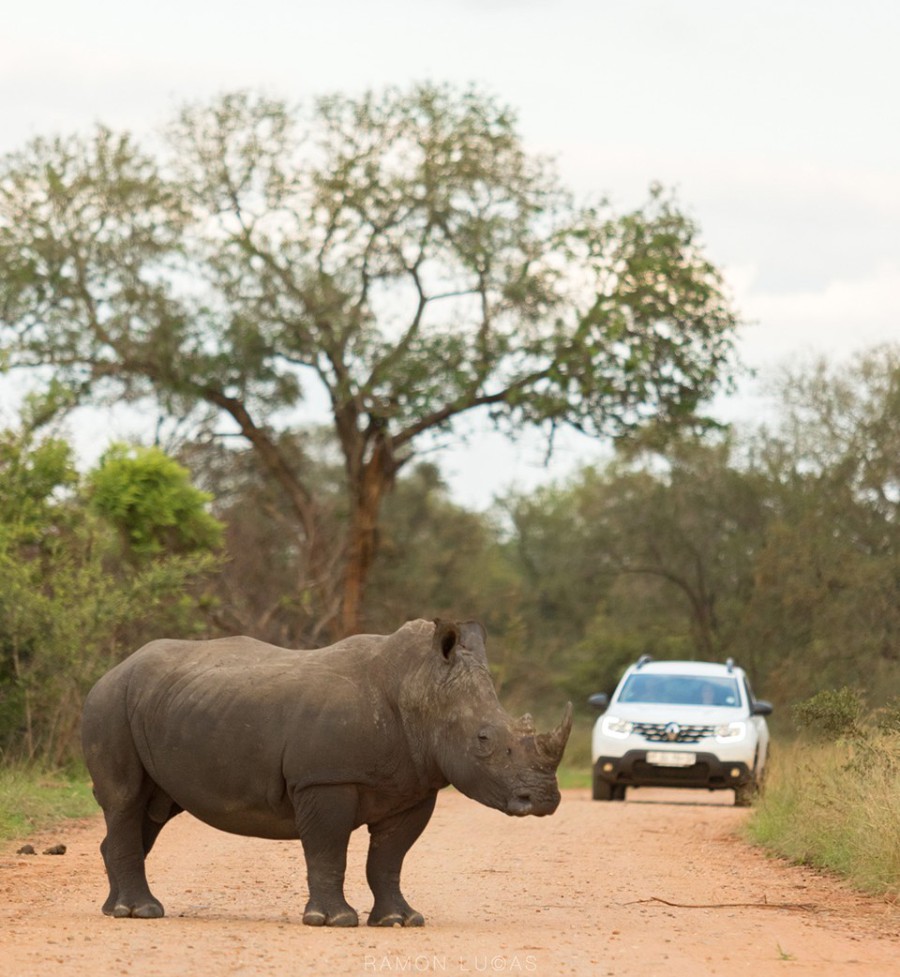 Kruger Park Zuid Afrika Neushoorn