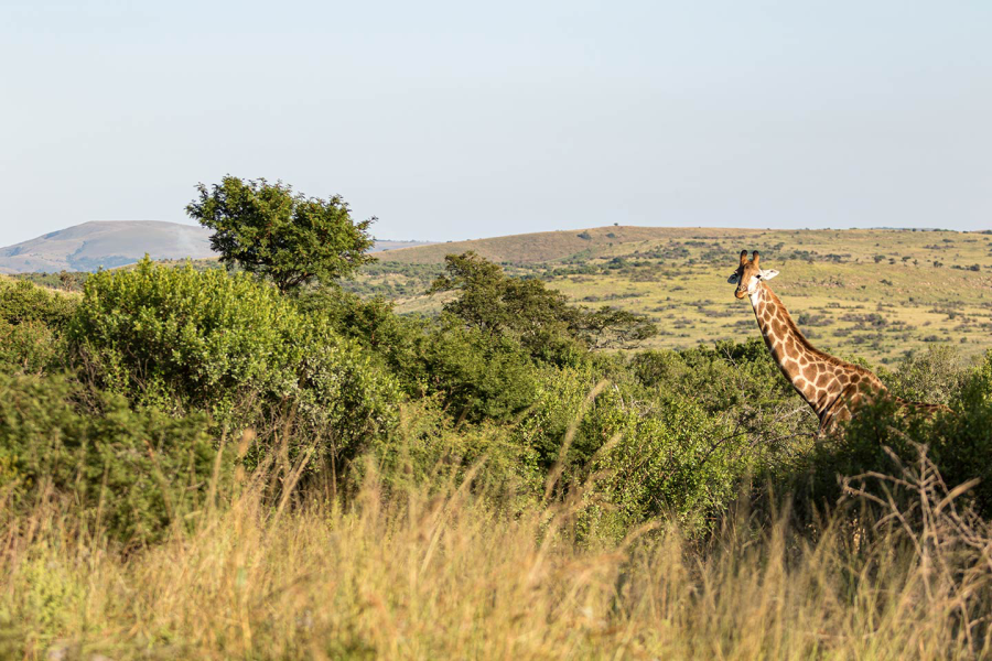 Landschap Giraffe Zuid