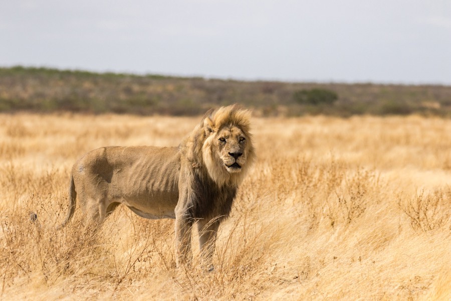 Afbeelding van Leeuw Kalahari Cape Tracks Ramon Lucas