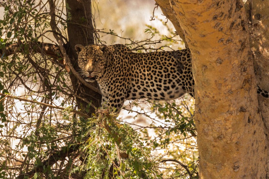 Luipaard Kruger Park Cape Tracks Ramon Lucas