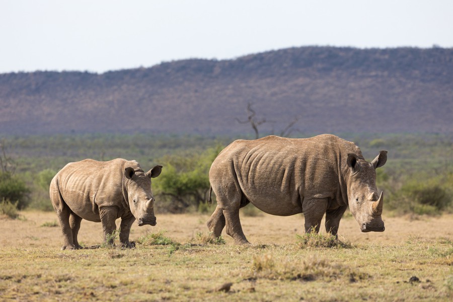 Neushoorns Madikwe Cape Tracks Ramon Lucas