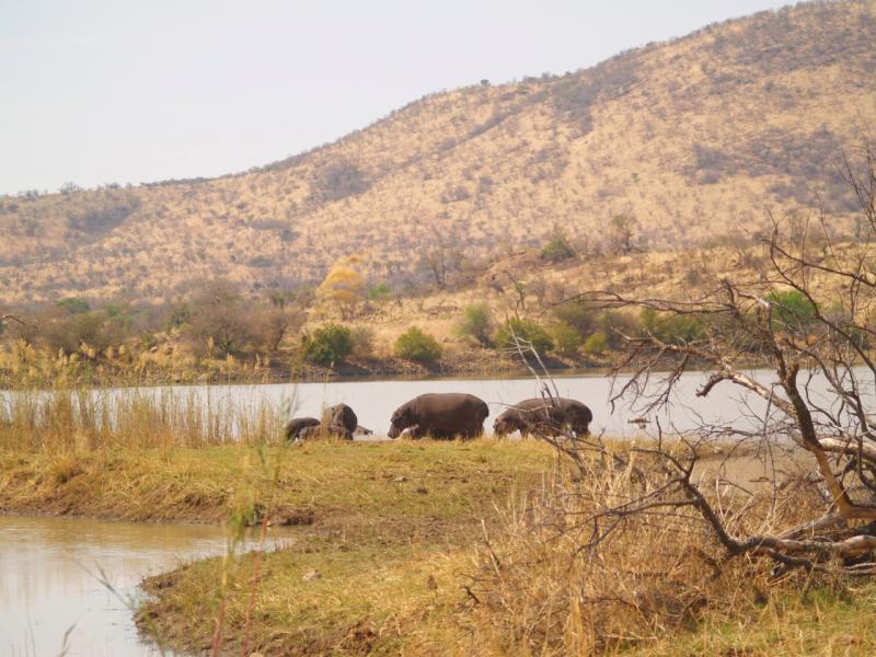 Nijlpaard Pilanesberg