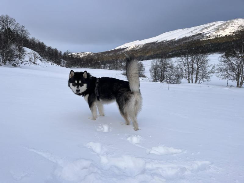 Nuuk Sneeuw Noorwegen