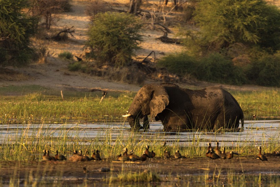 Olifant Makgadikgadi Cape Tracks Ramon Lucas