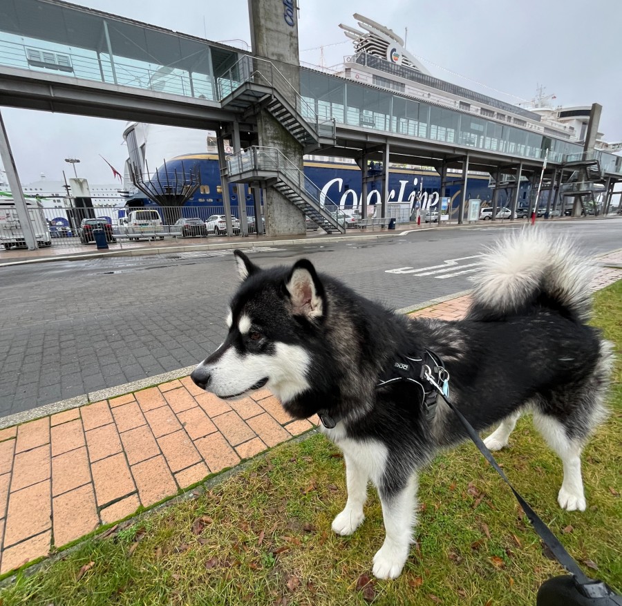 Afbeelding van Overtocht Noorwegen Hond