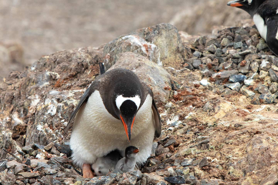 Antarctica In December