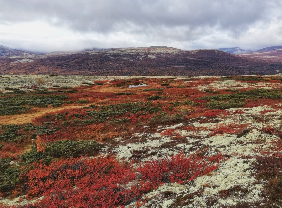 Afbeelding van Rondane Herfst