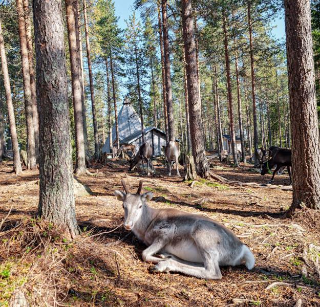 Salla Reindeer Park Finland