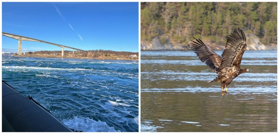 Saltstraumen En Arendsafari