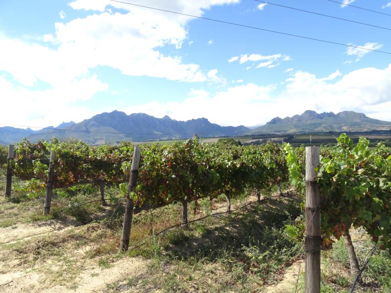 Stellenbosch Bik N Wine 2019