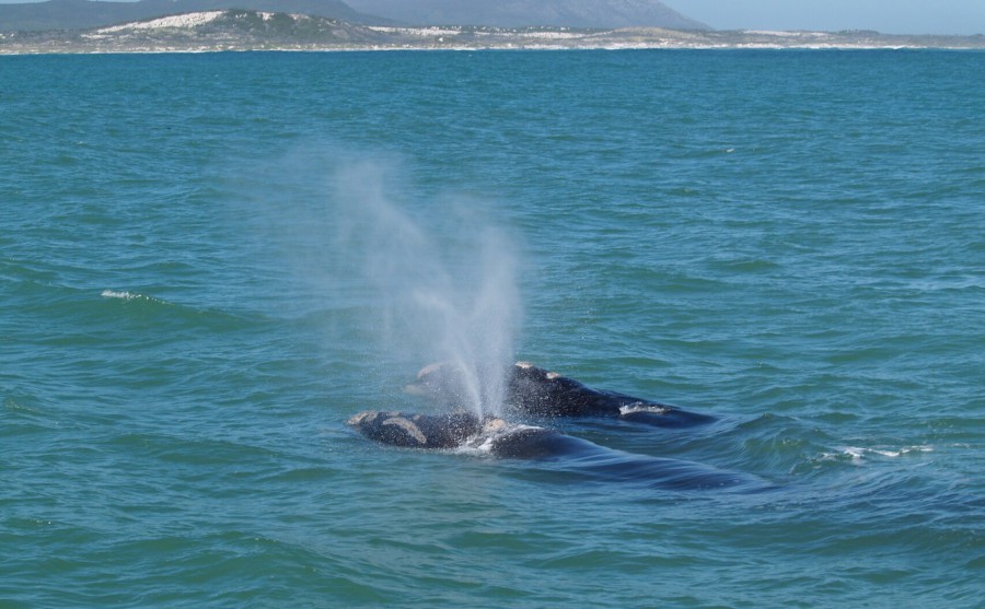 Walvis Southern Wright Hermanus