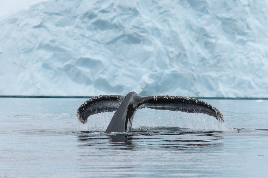 Pinguinkuiken Antarctica