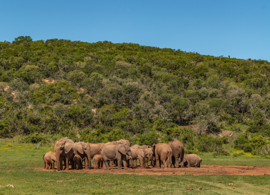Afbeelding van Addo Elephant Park Zuid Afrika Olifant 7