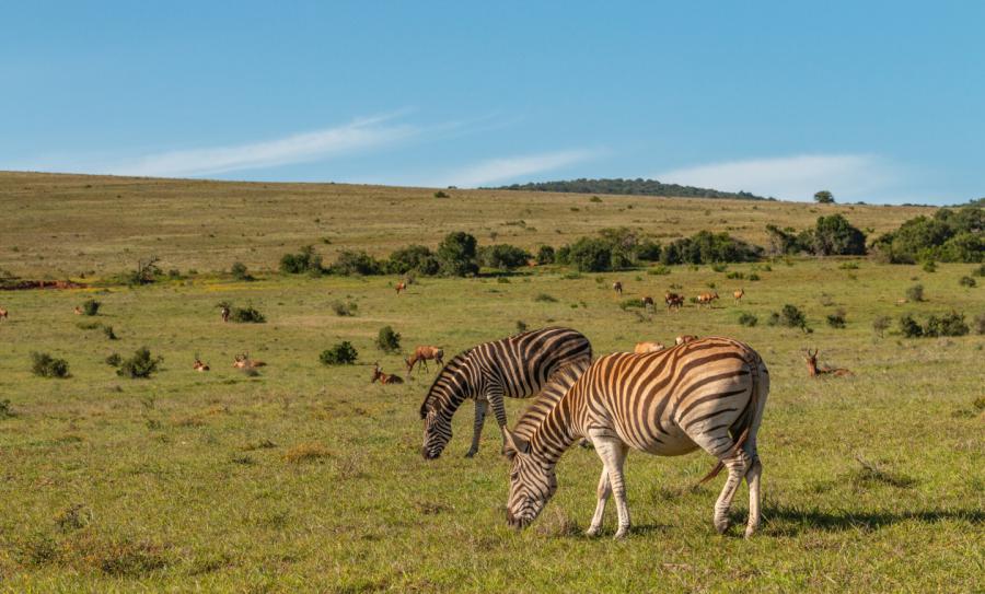 Addo Elephant Park Zuid Afrika Zebra Hartebeest 1