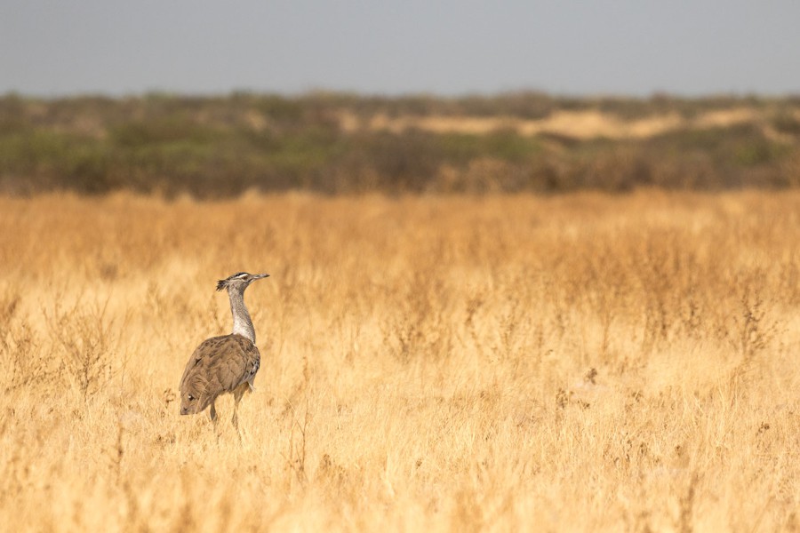 Centrale Kalahari Struisvogels