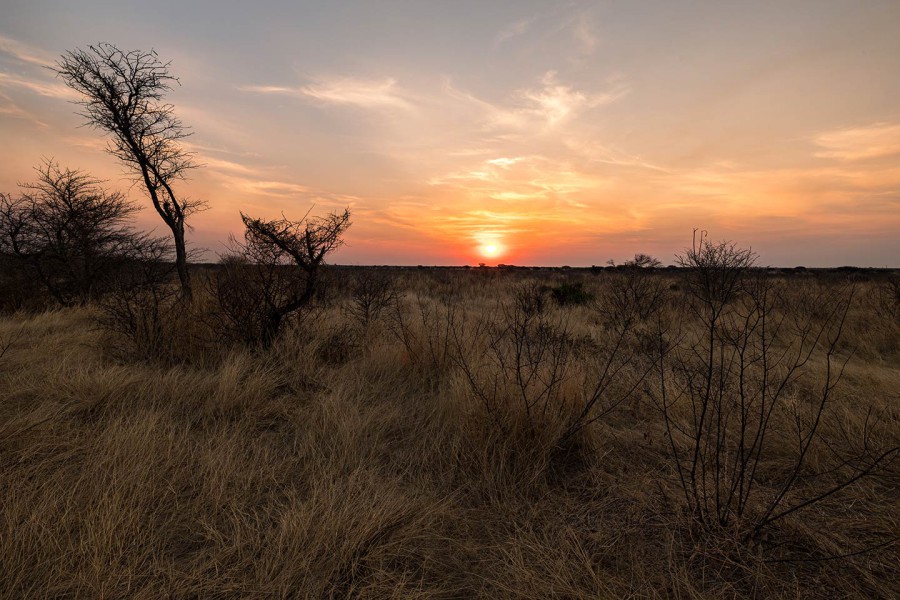 Centrale Kalahari Sunday Pan Jakhals