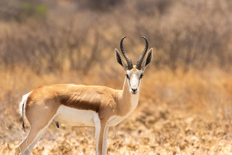 Centrale Kalahari Springbok 1 Copy