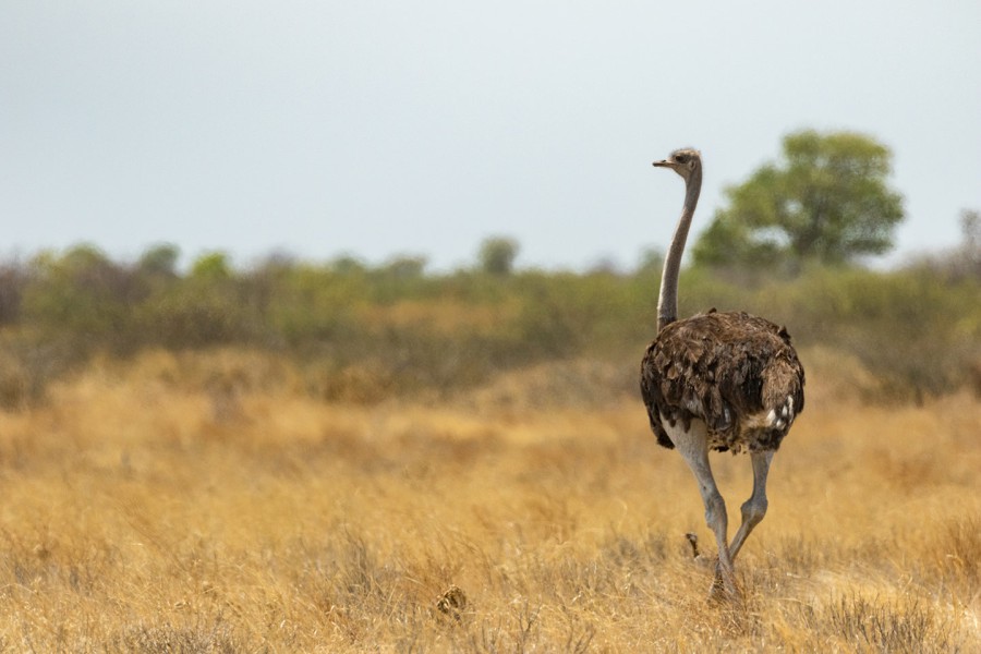 Centrale Kalahari Gemsbok