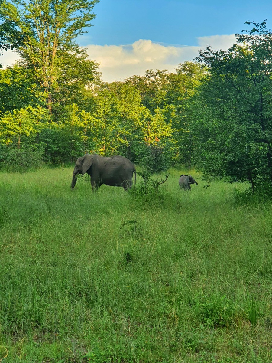 Malawi Liwonde Kuthengo Camp Olifant