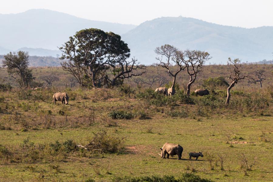 Neushoorn Hluhluwe Ramon Lucas 6