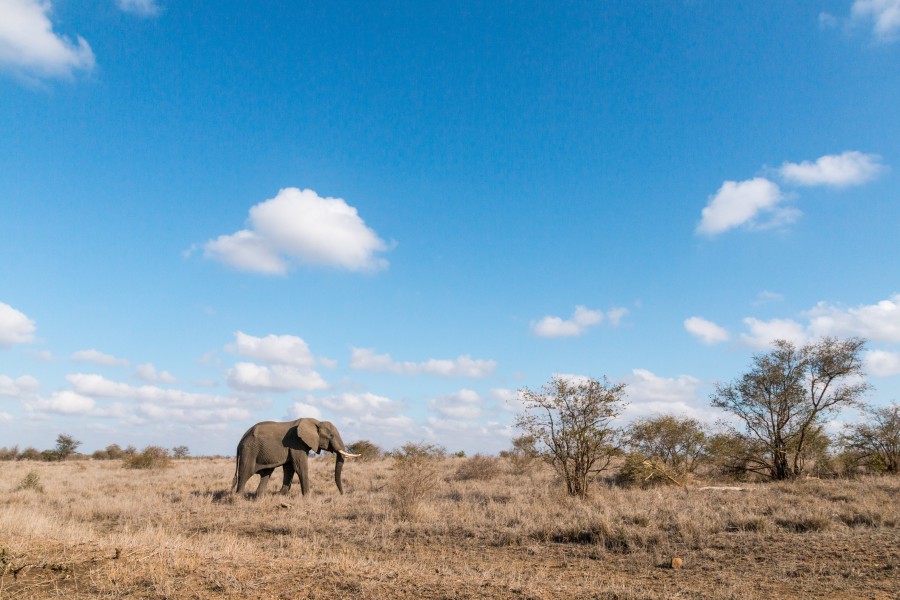 Olifant Krugerpark Satara Ramon Lucas 6