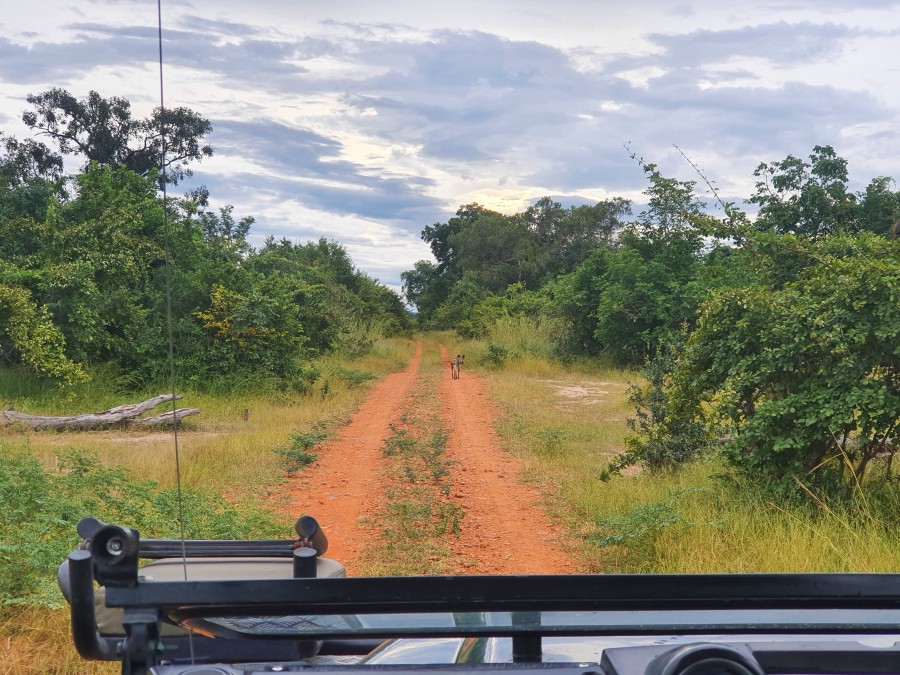 Afbeelding van Zambia South Luangwa Chikunto