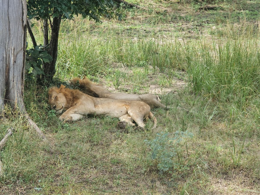 Zambia South Luangwa Chikunto