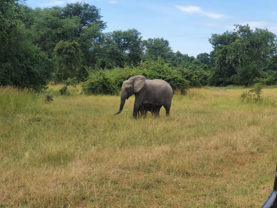 Zambia South Luangwa Nkwali Camp Wilde Hond