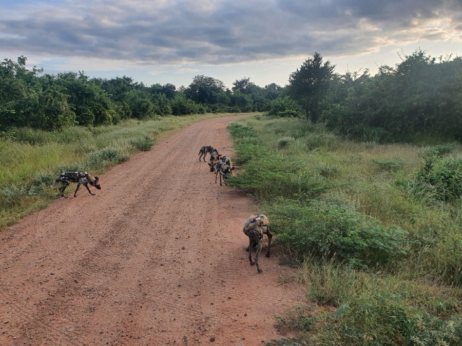 Zambia South Luangwa Chikunto