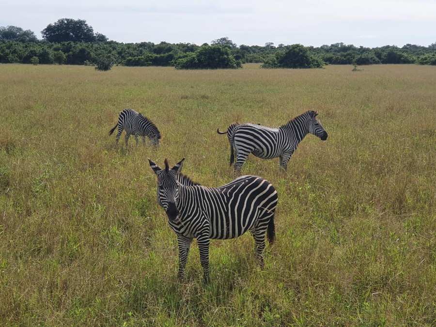 Zambia South Luangwa Nkwali Camp Zebra