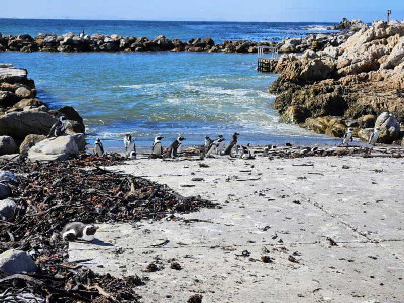 Zuid Afrika Bettys Bay Pinguin Kolonie
