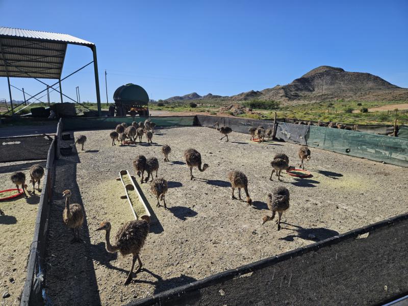 Zuid Afrika Oudtshoorn De Denne Struisvogel Boerderij