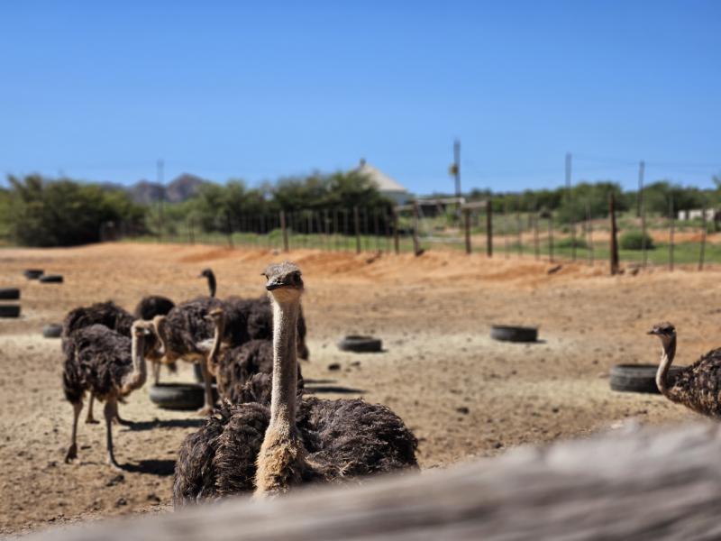 Afbeelding van Zuid Afrika Oudtshoorn Highgate Struisvogel Boerderij
