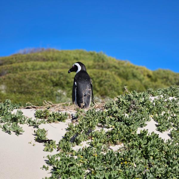 Zuid Afrika Simons Town Pinguin Kolonie