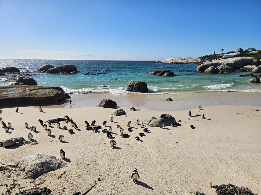 Afbeelding van Zuid Afrika Simons Town Pinguin Kolonie