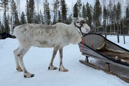 8 Daagse Winterreis Eila Incl Activiteitenin Vuokatti