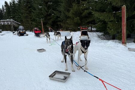 8 Daagse Winterreis Eila Incl Activiteitenin Vuokatti
