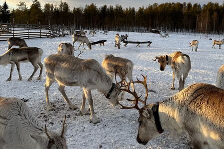 8 Daagse Winterreis Eila Incl Activiteitenin Vuokatti